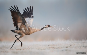 Bild von Common crane Grus grus